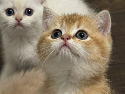 Bunny - British Shorthair - Gallery Photo #1