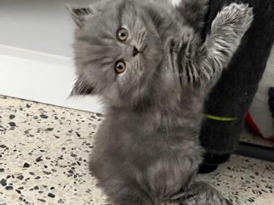 British Longhair Blue Male Available For Reservati - British Shorthair - Gallery Photo #1