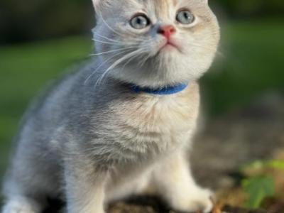 Shadow - British Shorthair - Gallery Photo #1