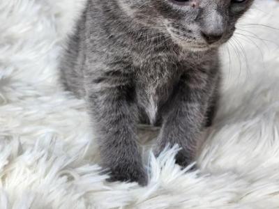 Grey - British Shorthair - Gallery Photo #1