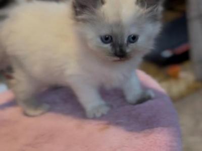 Willow - Ragdoll - Gallery Photo #1