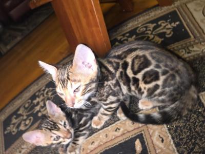 No Name Yet - Bengal - Gallery Photo #1