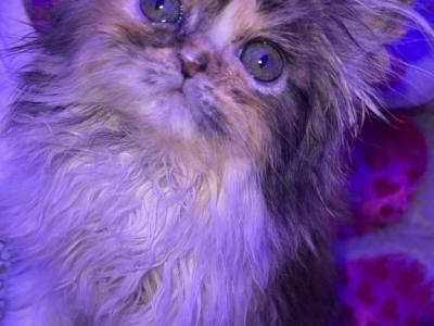 COCO - Persian - Gallery Photo #1
