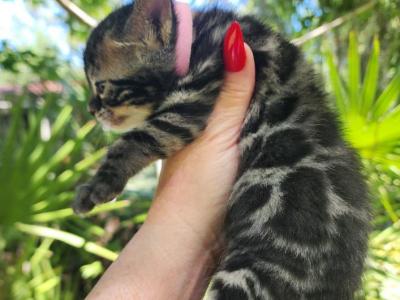 Mayhem Charcoal Bengal Female Kitten For Sale - Bengal - Gallery Photo #1