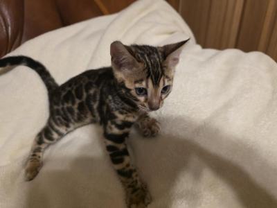 Kitten 2 - Bengal - Gallery Photo #1
