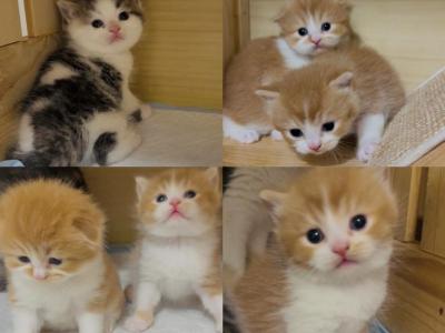 Scottish - Scottish Fold - Gallery Photo #1