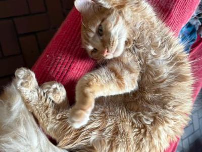 Sunny - American Longhair - Gallery Photo #1