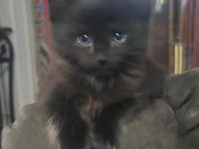 Lilly Litter - Maine Coon - Gallery Photo #1