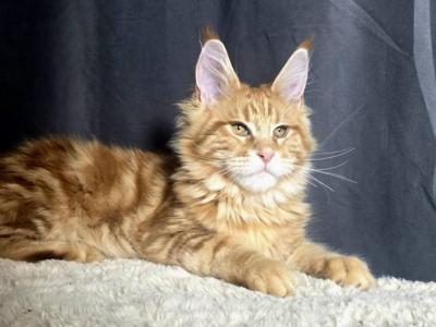 Marzipan - Maine Coon - Gallery Photo #1