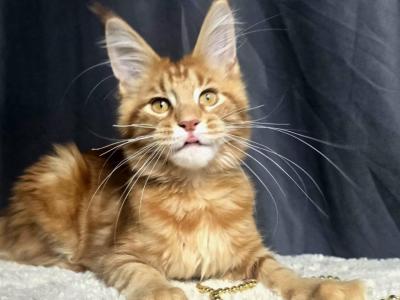 Yam - Maine Coon - Gallery Photo #1