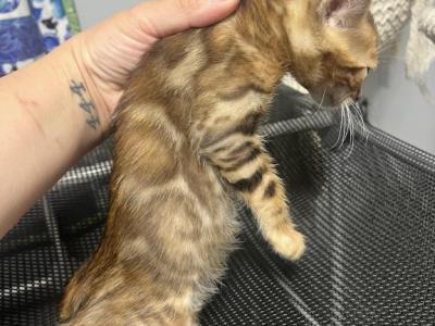 Shiva - Bengal - Gallery Photo #1