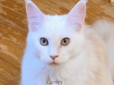 Lainey Red Smoke - Maine Coon - Gallery Photo #1