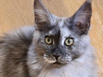 Leilani Black Smoke Tortie - Maine Coon - Gallery Photo #1