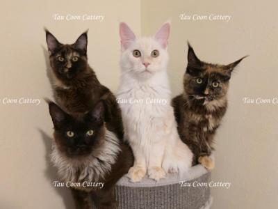 Litter L Also Listed Individually - Maine Coon - Gallery Photo #1