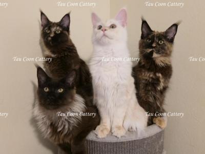 Litter L Also Listed Individually - Maine Coon - Gallery Photo #1