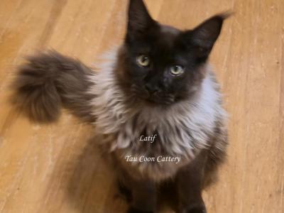 Latif Black Smoke - Maine Coon - Gallery Photo #1
