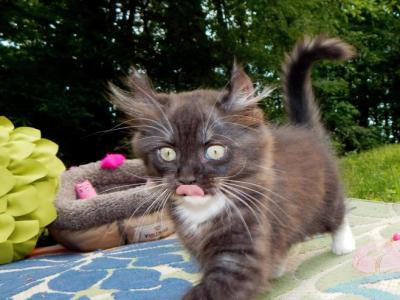 Squeaker - Munchkin - Gallery Photo #1