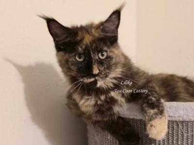 Lilika Tortie - Maine Coon - Gallery Photo #1
