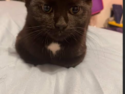 Tianna - Domestic - Gallery Photo #1