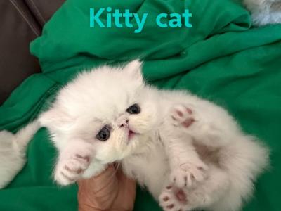 Persian White Kittens - Persian - Gallery Photo #1