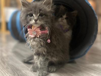 Sofia - Maine Coon - Gallery Photo #1