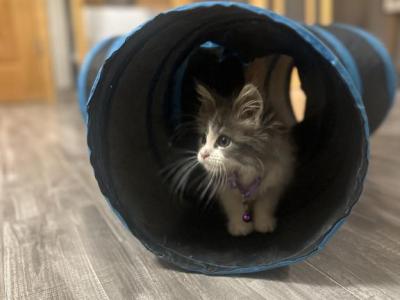 Sasha - Maine Coon - Gallery Photo #1