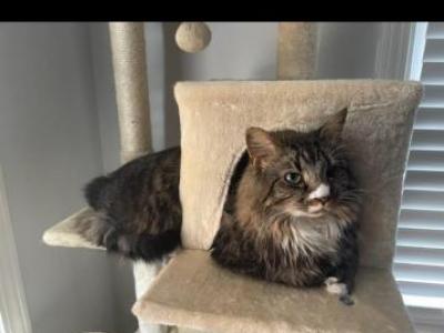 Rhaeny - Domestic - Gallery Photo #1