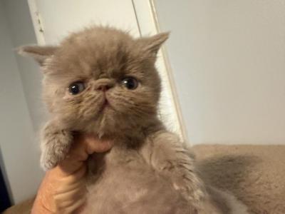 Exotic Persian Chocolate Tabby - Exotic - Gallery Photo #1