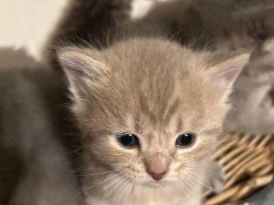 Goldie Of Khraniti And Legolas - Scottish Straight - Gallery Photo #1