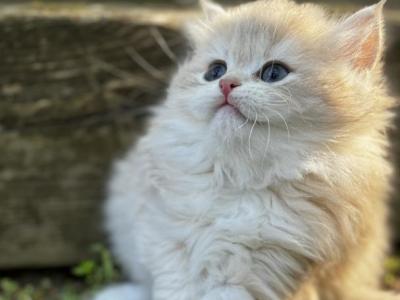 Elara - British Shorthair - Gallery Photo #1