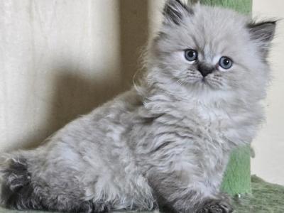 Pegas - Himalayan - Gallery Photo #1