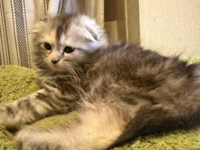 Chloes Crew - Maine Coon - Gallery Photo #1