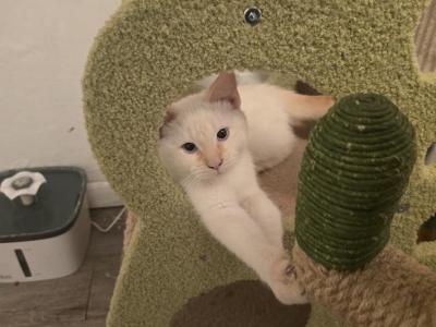 Flame Point Siamese Boy Kitten - Siamese - Gallery Photo #1