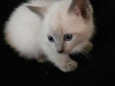 Cinderella - Siamese - Gallery Photo #1
