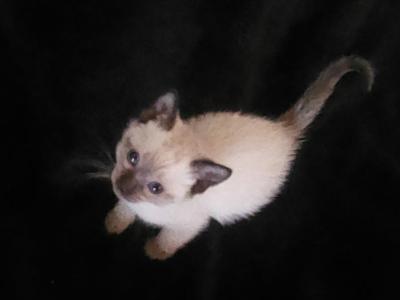 Sealpoint - Siamese - Gallery Photo #1
