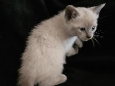 Shylo - Siamese - Gallery Photo #1