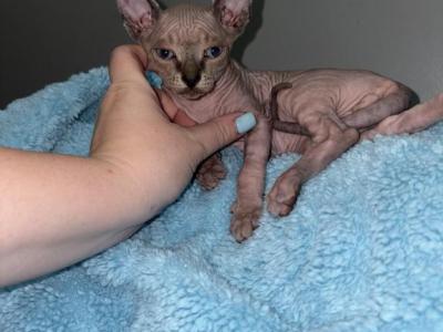 Lilys Kitty - Sphynx - Gallery Photo #1