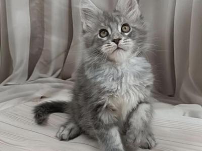 Maine Coon Kittens - Maine Coon - Gallery Photo #1