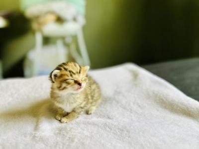 Main Coon Kittens - Maine Coon - Gallery Photo #1