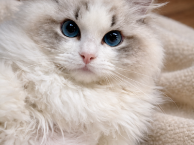 Darling Dollcats Ragdoll Kittens - Ragdoll - Gallery Photo #1