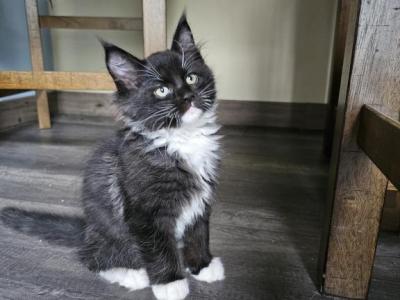 Shadow - Maine Coon - Gallery Photo #1