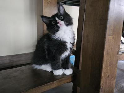 Ash - Maine Coon - Gallery Photo #1