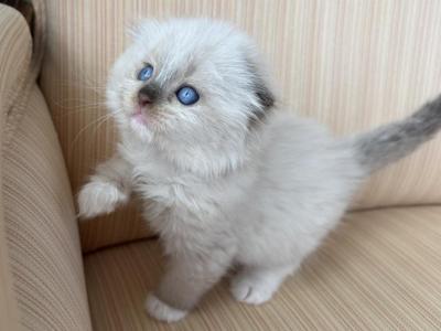 Scottish Fold Color Point Male - Scottish Fold - Gallery Photo #1