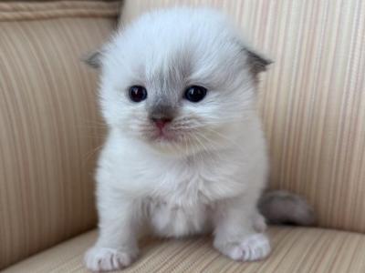 Scottish Fold Color Point Female - Scottish Fold - Gallery Photo #1