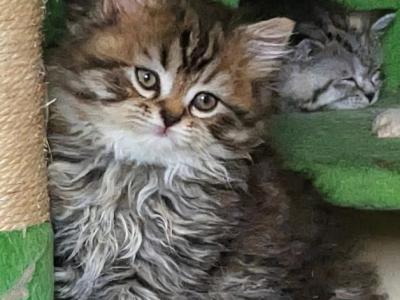 Zeus - Persian - Gallery Photo #1