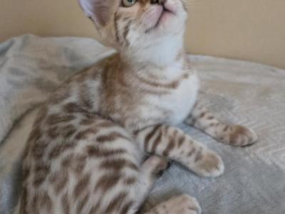 Pink Girl - Bengal - Gallery Photo #1