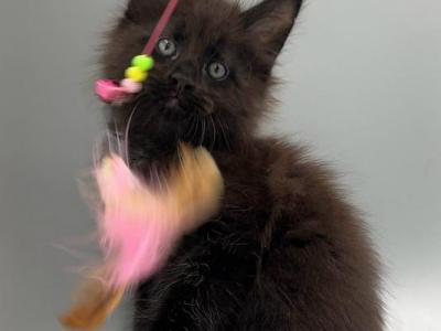 Robin - Maine Coon - Gallery Photo #1