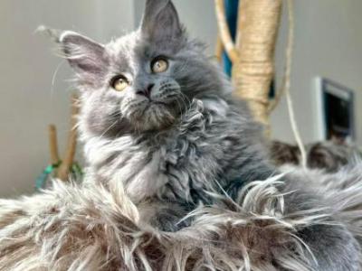 Francesco - Maine Coon - Gallery Photo #1