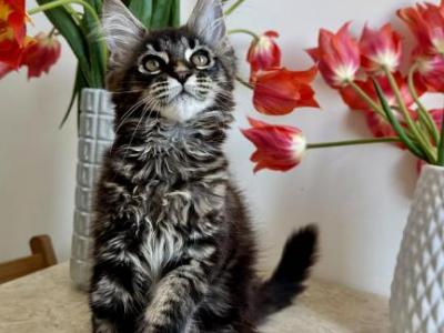 Cindy - Maine Coon - Gallery Photo #1