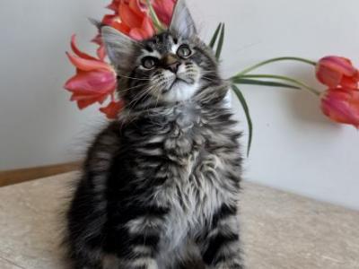 Conan - Maine Coon - Gallery Photo #1